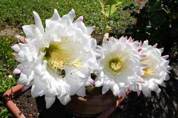Echinopsis plant cactus beautiful flower #2 - 352902343