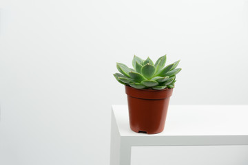 small potted succulent on a white table against white wall copy space
