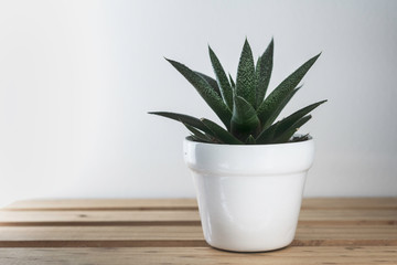 succulent plant in pot