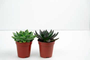 two potted small succulents on a white table against white wall copy space