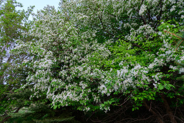 blossoms on tree