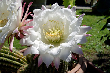Echinopsis plant cactus beautiful flower - 352902576