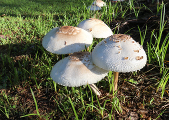mushroom in the forest
