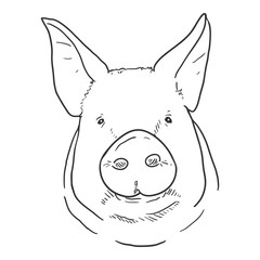 Vector Sketch Pig Face