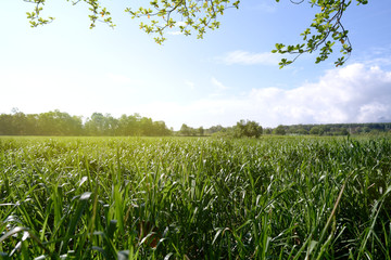 Beautiful and natural green grassland background