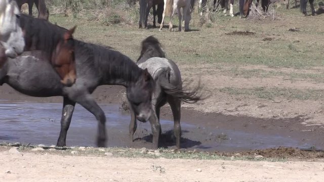 Wild Horses at a Waterhole in the Utha Desert in Spring