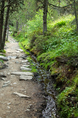 mountain trail in green landscape