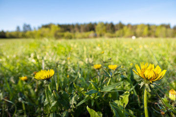 Panoramic view of fresh green grass with dandelions flowers on field and blue sky in spring summer outdoors.  Beautiful natural landscape with soft focus, copy space.