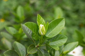 Gardenia jasminoides flower