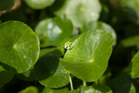 Gotu Kola Tree