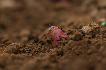 Sprout of sweet potato growth from the plant bulb in the soil, Grow sweet potato at home garden