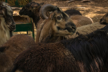 Fototapeta premium Little flock of colorful sheep