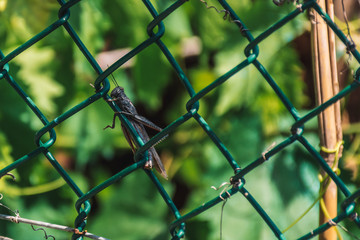 Fototapeta premium A big grasshopper crawling on a metal fence in a medieval village in the Alps mountains