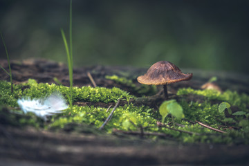 mushrooms and tubers on green grass