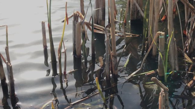Dried reeds on the lake.