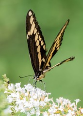 Black Swallow Tail