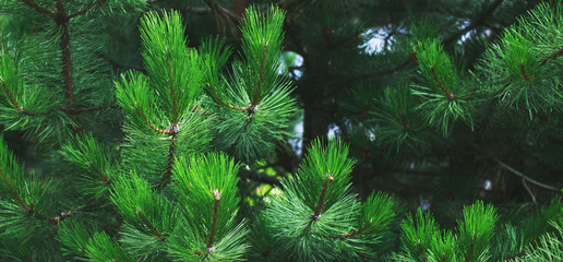 background green needles tree thuja close up. banner