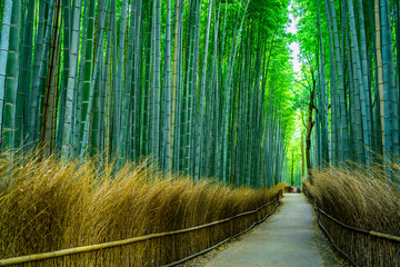 Naklejka premium 日本 京都 嵐山 竹林の小径 ~ Arashiyama Bamboo Forest, Kyoto's most popular tourist destinations ~