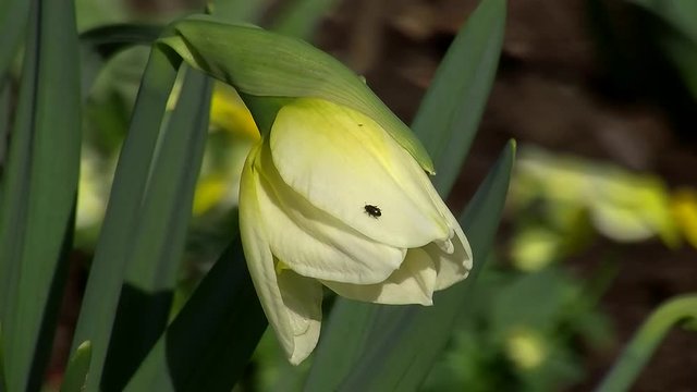 Auf der halb ge&ouml;ffneten Narzissenbl&uuml;te krabbelt ein kleiner K&auml;fer