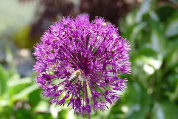 Bienen im Zierlauch Allium