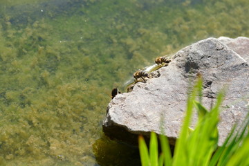 Clean hands thoroughly - Hände gründlich waschen Corona Covid