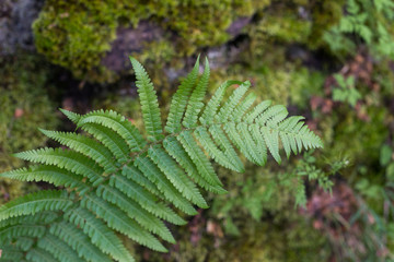 closeup of fern leaf in the mossy forest at spring