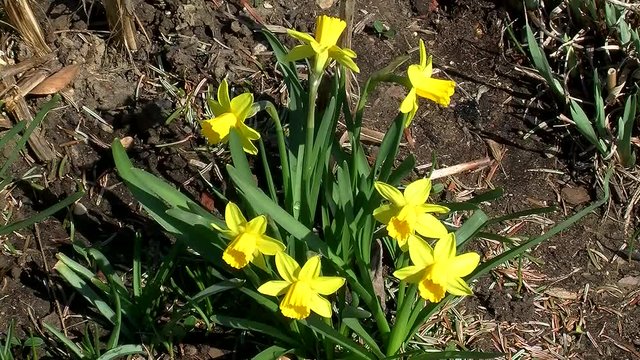 Kleine gelbe Narzissen bewegen sich leicht im Fr&uuml;hlingswind