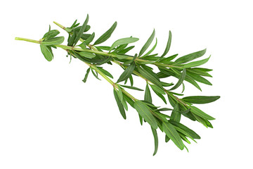 Tarragon leaf bunch closeup