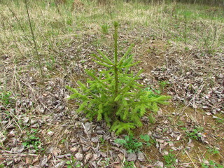 little christmas tree in early spring forest