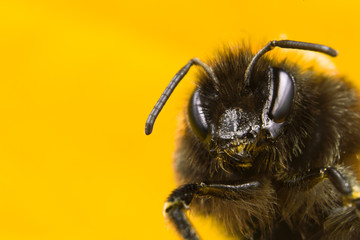 Syrphide
