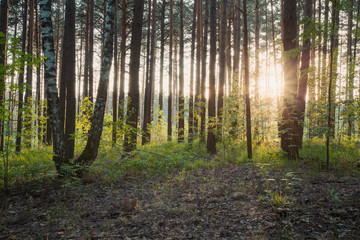 Obraz premium sunset in the woods