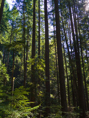 Trees in a forest, Lynn Canyon Park, North Vancouver, Vancouver, Lower Mainland, British Columbia, Canada