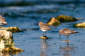 Curlew Sandpiper (Calidris ferruginea) bird in the natural habitat.