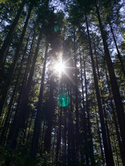 Fototapeta na wymiar Sun shining through trees in a forest, Lynn Canyon Park, North Vancouver, Vancouver, Lower Mainland, British Columbia, Canada