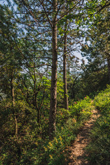 A picturesque view of a hiking path in a forest in the Alps mountains illuminated by warm evening sunlight (Puget-Theniers, Alpes-Maritimes, France)