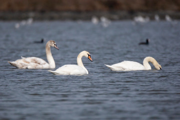 Mute Swan » Cygnus olor