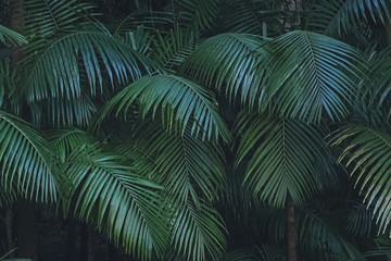 Green tropic plam leaves texture for background in dark tone.