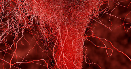 System many small capillaries branch out of the large blood vessels into the circulatory system for the transportation of blood to different parts In the body.  disease hemorrhagic stroke. 3D render.