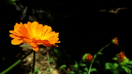 orange flower on black background