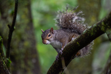 Naklejka na ściany i meble Eastern gray squirrel on branch
