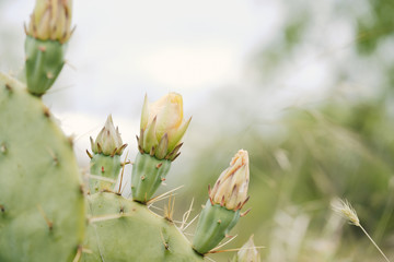 Prickly pear cactus blooms on green opuntia plant close up during spring in Texas.