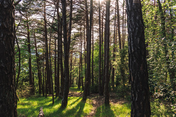 A picturesque view of a hiking path in a forest in the Alps mountains illuminated by warm evening sunlight (Puget-Theniers, Alpes-Maritimes, France)