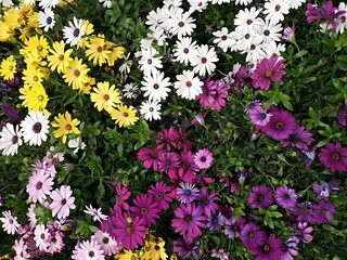 Fototapeta premium Flores