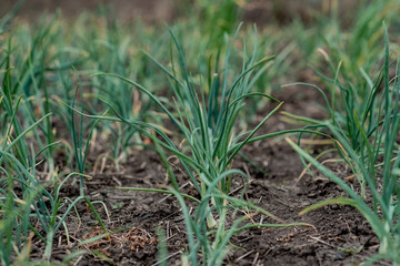 Young sprouts of onion growing in the open ground are planted in the ground in a greenhouse in spring. Green onion cultivation. Shallow depth of field. selective focus.