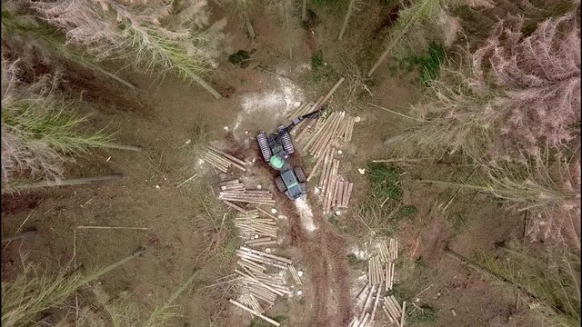 Baumf&auml;llung im Fichtenwald wegen Borkenk&auml;fer