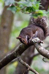 Eastern gray squirrel on branch