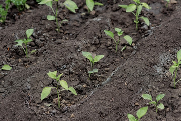 Young sprouts of parsley grow on a in the ground in a greenhouse in spring. Shallow depth of field. selective focus. Dry land in the cracks. Black soil.