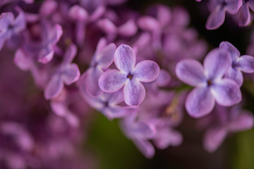 Fototapeta na wymiar close up of lilac flowers filled frame detail 