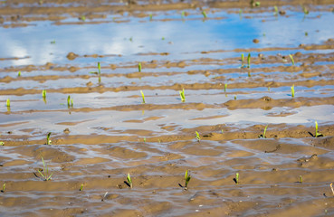 Lost corn harvest in the mud after heavy rains. Corn harvest after the flood