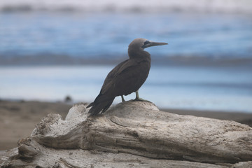 cormorant on the beach
